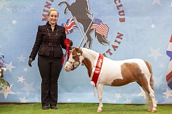 Stock horse grand champion