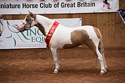 Krazzy stock horse champion amha