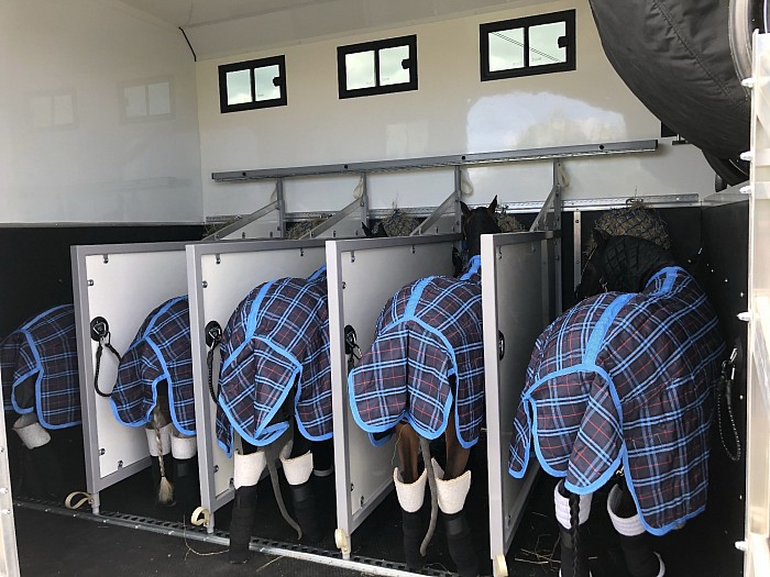 Horses in miniature horse box