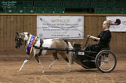 Novice Champion driving horse 2022 & Reserve Champion overall Driving horse 2022