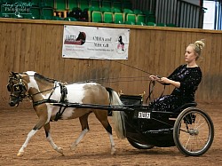 Didi novice champion driving