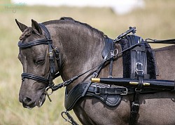 Ruby mhcgb driving trial